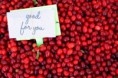 /album/fotogkaleri-kranmperi/cranberries-a-jpg/